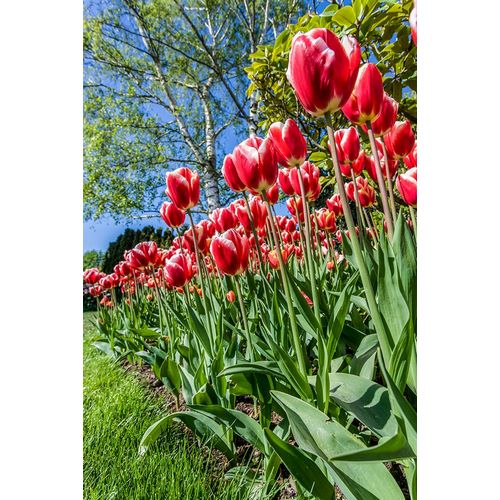 Horton, Janet 아티스트의 Mount Vernon-Washington State-USA Tulip garden작품입니다.